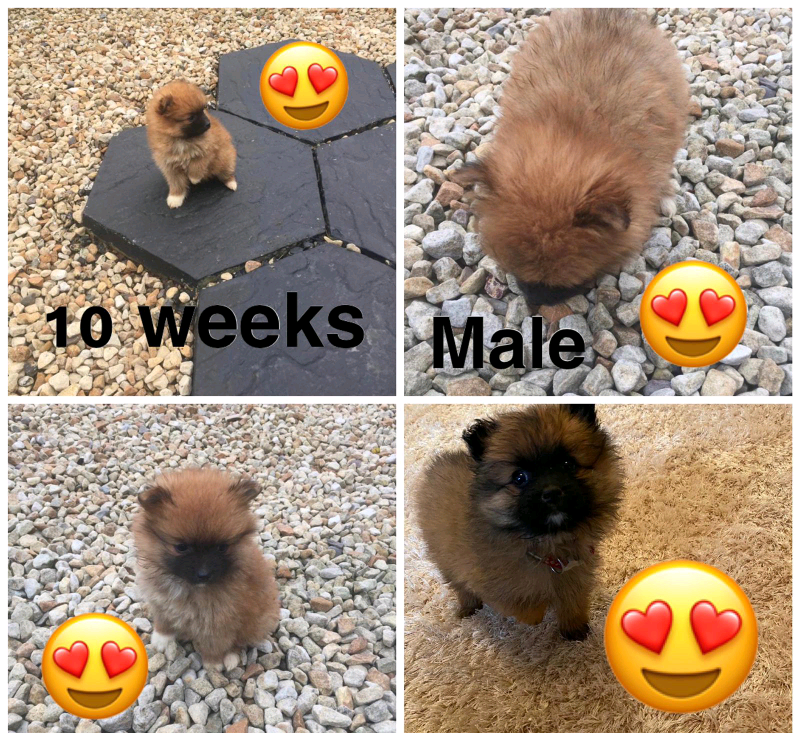 gumtree teddy bear puppies